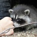 Baby Racoon  by radiogirl