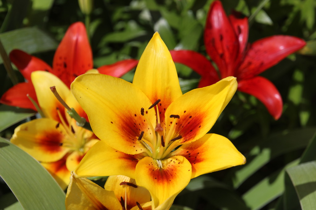 Red Lily, Yellow Lily by bjchipman