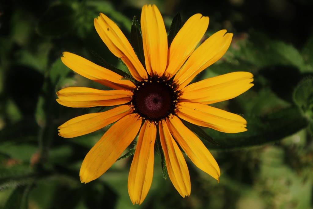 Black-Eyed Susan by bjchipman