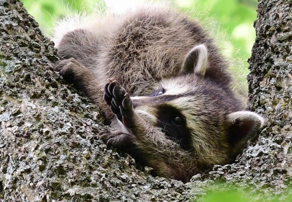 Baby Racoon Stretch by kareenking