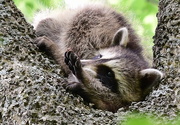 5th Jul 2017 - Baby Racoon Stretch