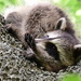 Baby Racoon Stretch by kareenking