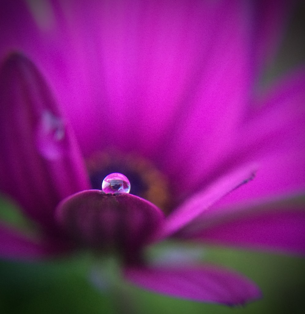 Morning Dew by abhijit