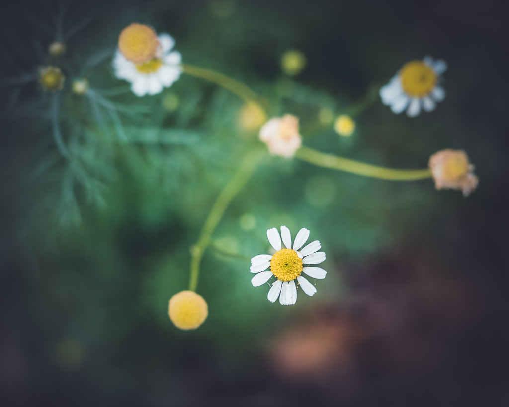 Chamomile by rosiekerr