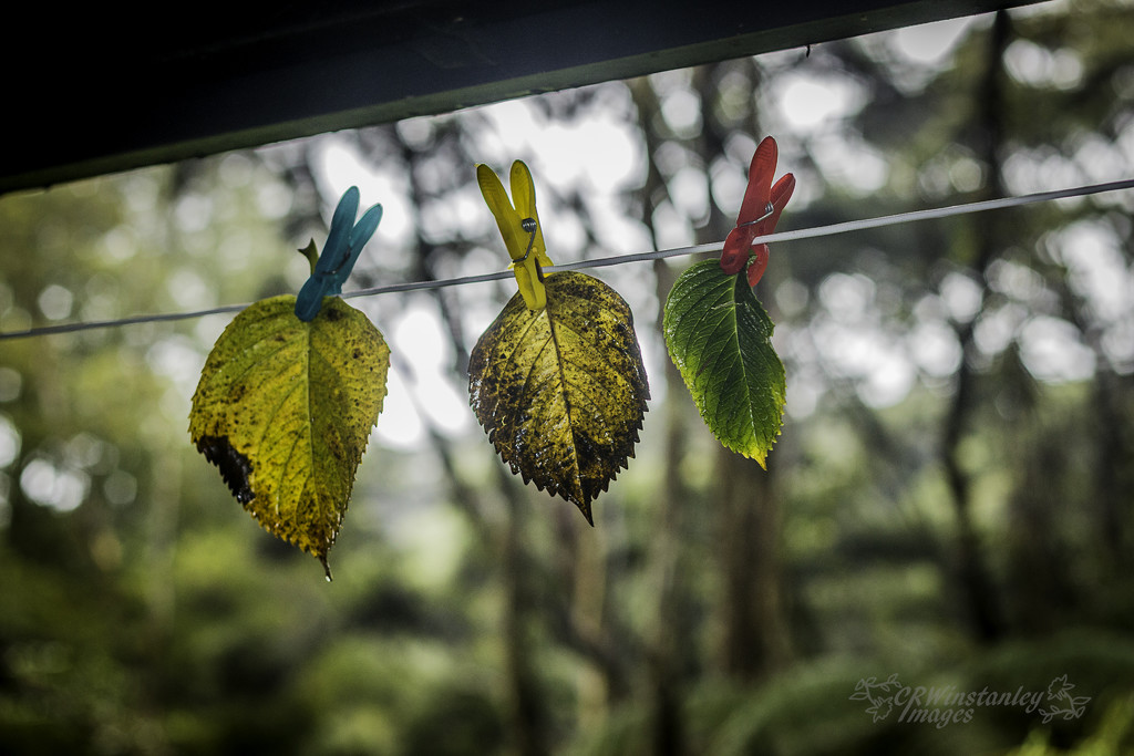 Day 186 Hung Out to Dry by kipper1951