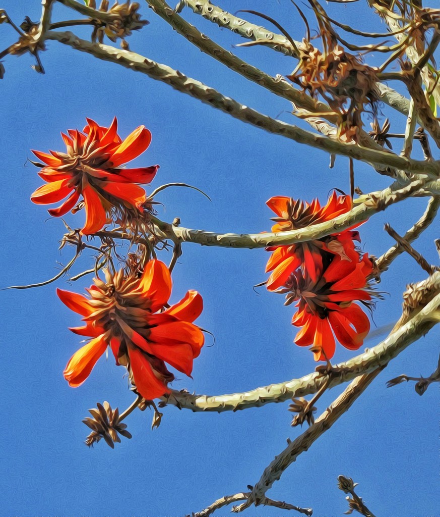 Coral tree up against the bright blue sky..... by ludwigsdiana