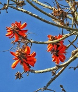 6th Jul 2017 - Coral tree up against the bright blue sky.....