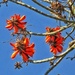 Coral tree up against the bright blue sky..... by ludwigsdiana