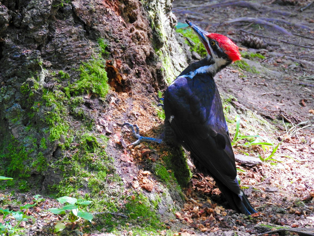 Pileated Woodpecker by seattlite