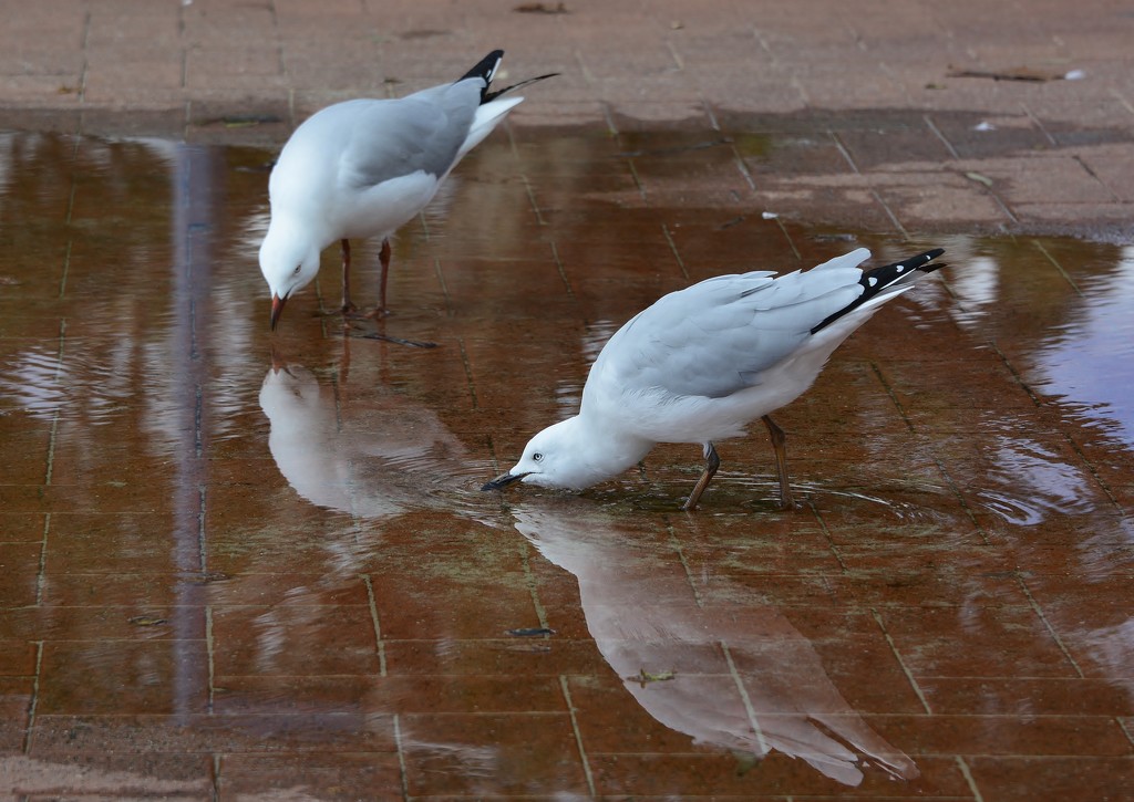 Making The Most Of The Puddles....._DSC3922 by merrelyn