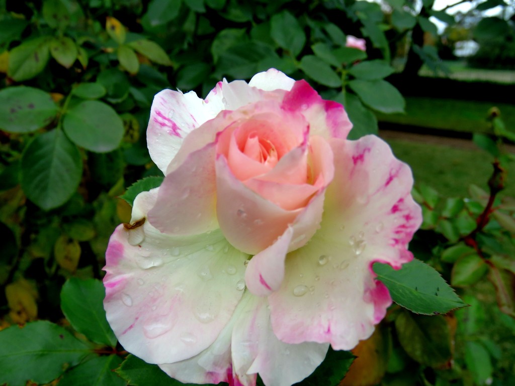 a rose in the Convent Garden by cruiser