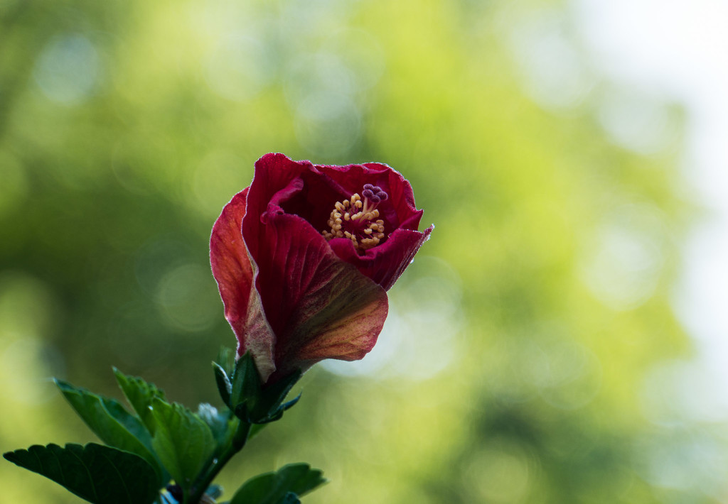 Flower in the morning light by randystreat