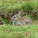  Rabbit on Skomer  by susiemc