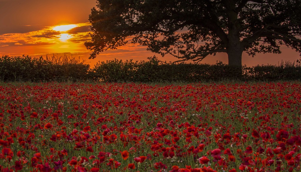 Poppies at Sunset by shepherdmanswife