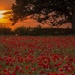 Poppies at Sunset by shepherdmanswife