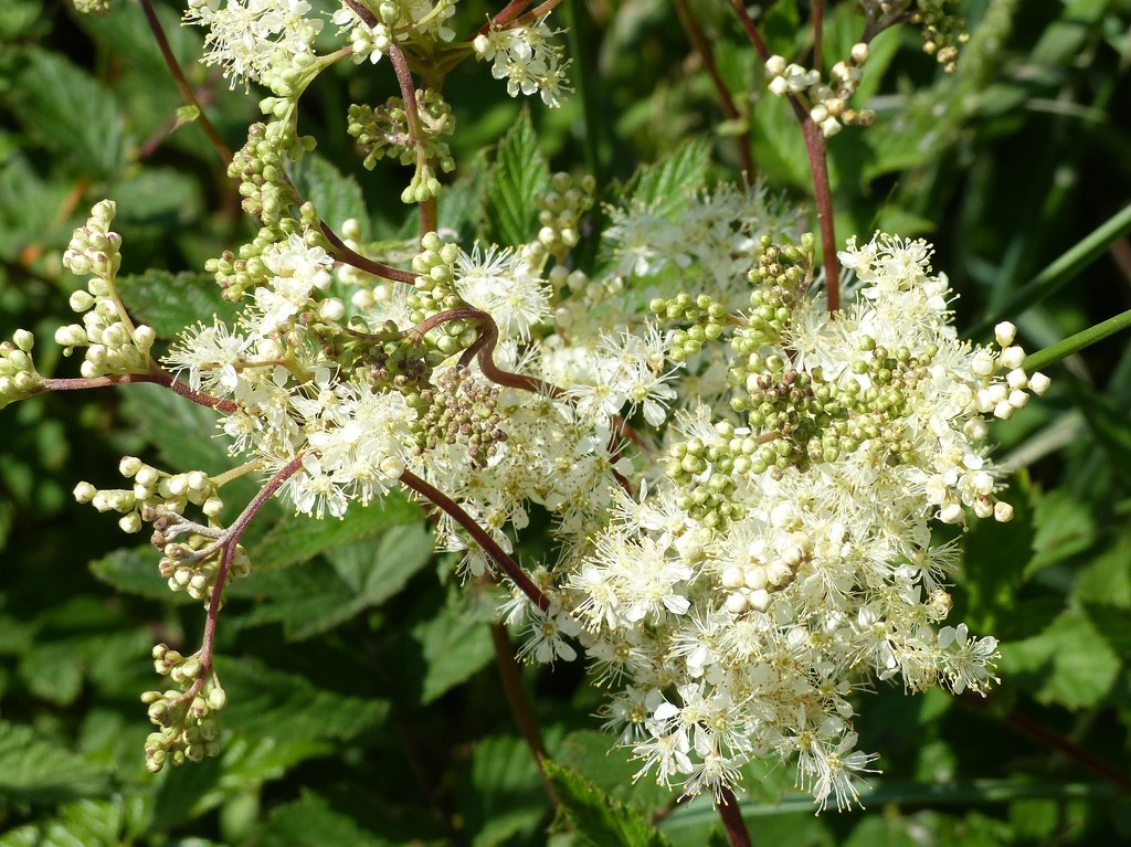  Meadowsweet  by susiemc