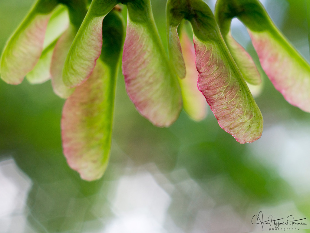 Sycamore Maple Seeds by atchoo