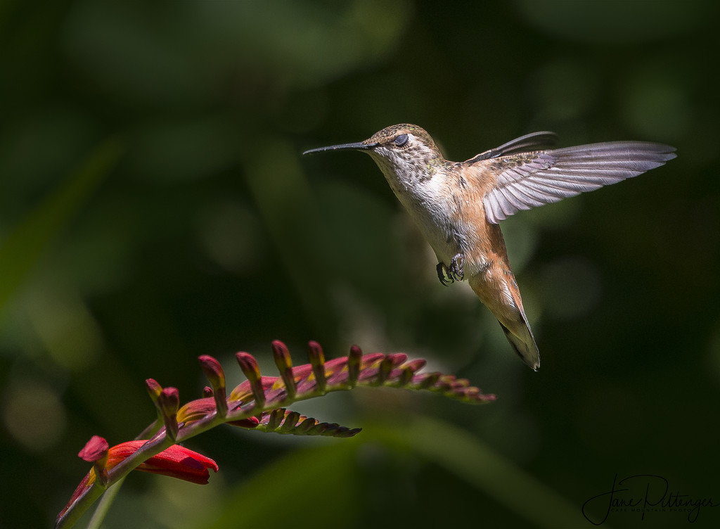 Hummer Sleeping In Flight by jgpittenger