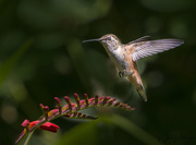 6th Jul 2017 - Hummer Sleeping In Flight