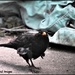 Scruffy little blackbird by rosiekind