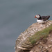 Puffin by padlock