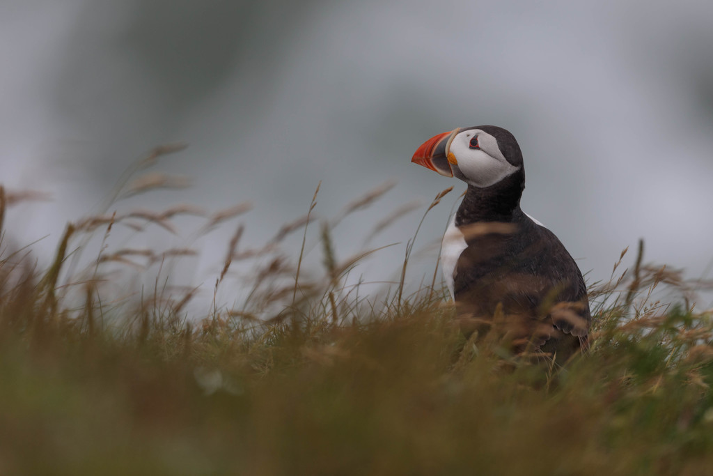 Puffin in the breeze!! by padlock