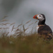 Puffin in the breeze!! by padlock