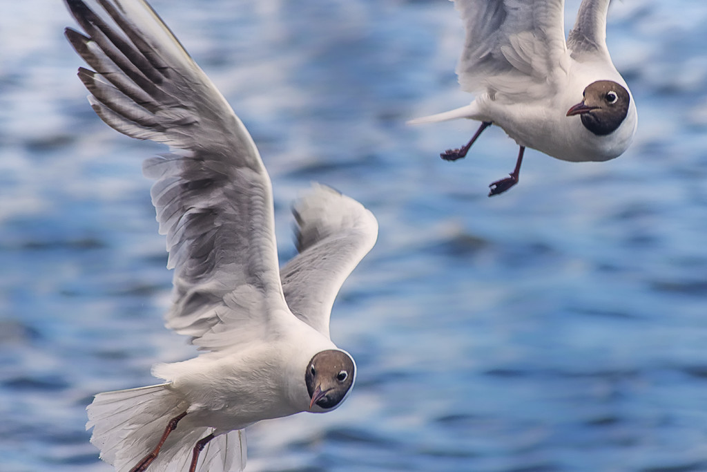 Black Headed Gulls In Flight by davidrobinson
