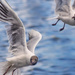 Black Headed Gulls In Flight by davidrobinson