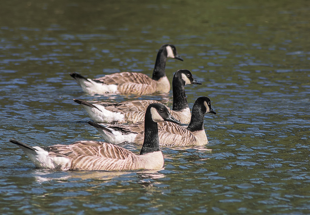 Four Canada Geese by davidrobinson
