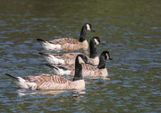 4th Jul 2017 - Four Canada Geese