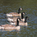 Four Canada Geese by davidrobinson