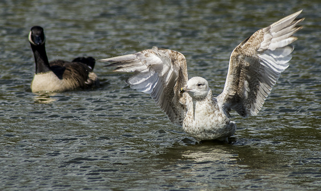 Gull In A Flap by davidrobinson