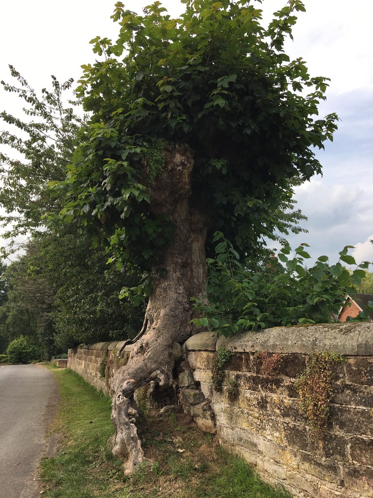 Old hollow tree by 365projectmaxine