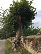 6th Jul 2017 - Old hollow tree