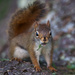 Randall Red Squirrel by berelaxed