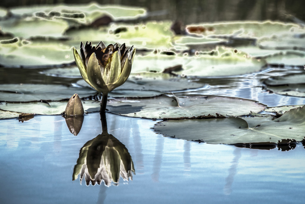Lily and Pads at Millers Marsh by taffy