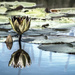 Lily and Pads at Millers Marsh by taffy