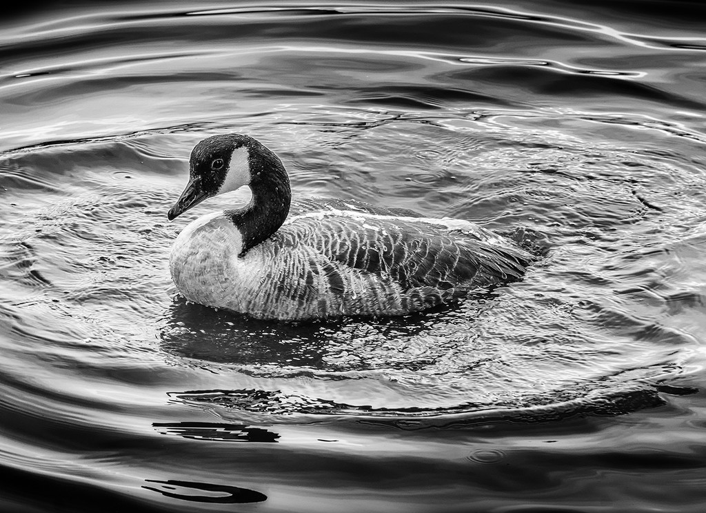 Swimming Goose by davidrobinson
