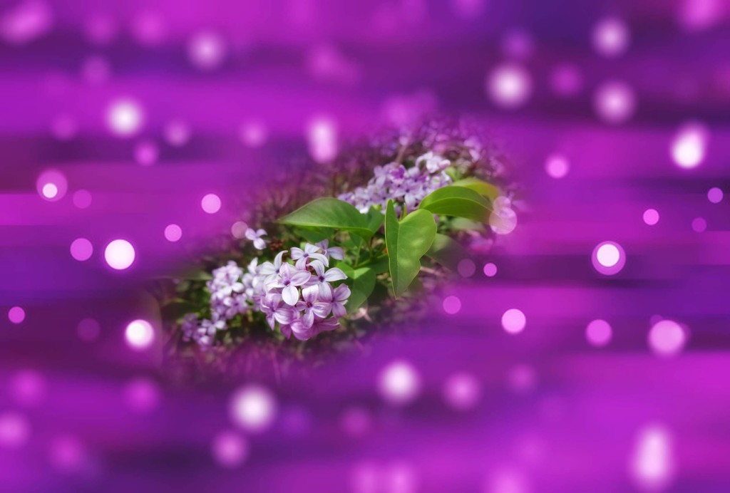  purple photoshop processed by dmdfday
