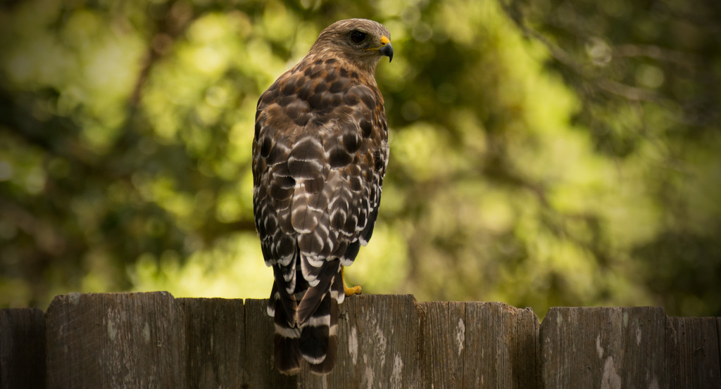 Red Shouldered Hawk on the Back Fence! by rickster549
