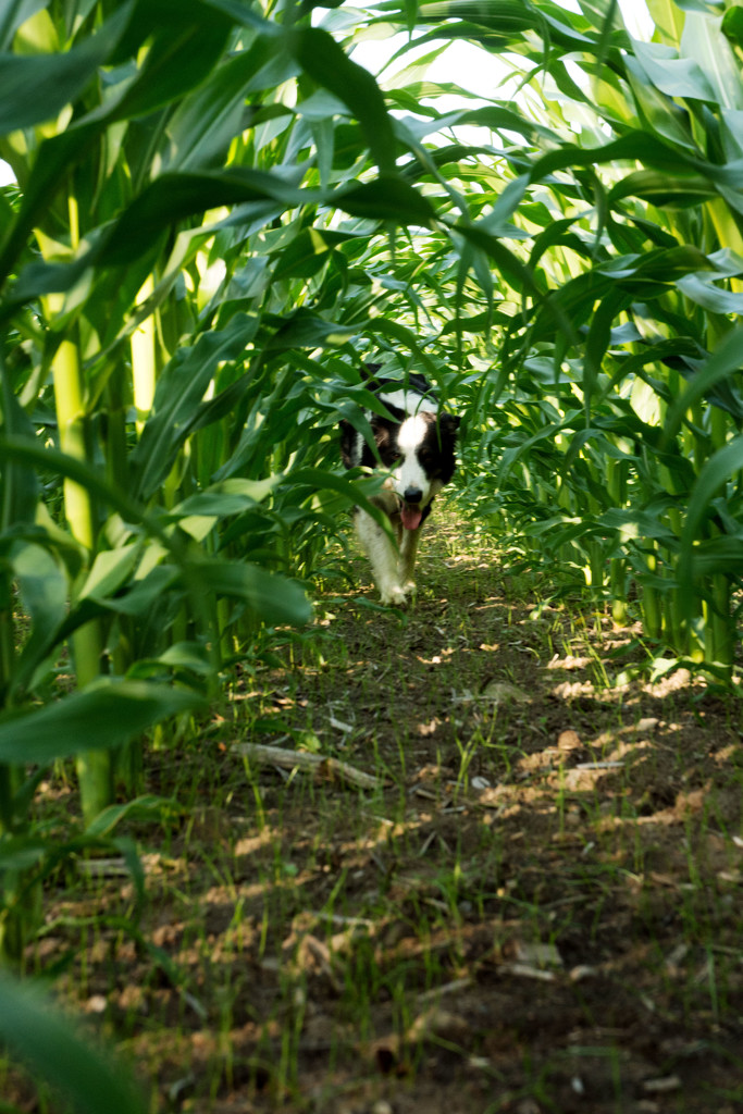 Corn Dog by farmreporter
