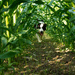 Corn Dog by farmreporter