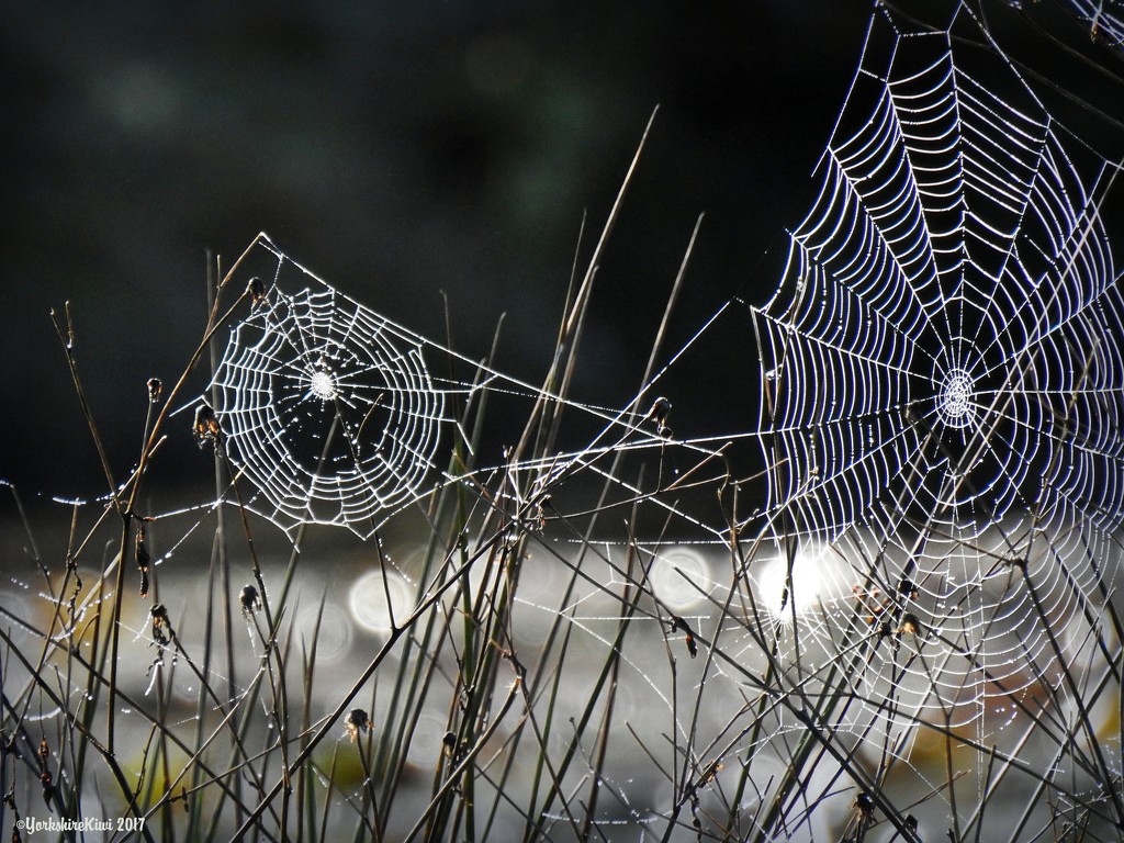 Webs and Bokeh by yorkshirekiwi