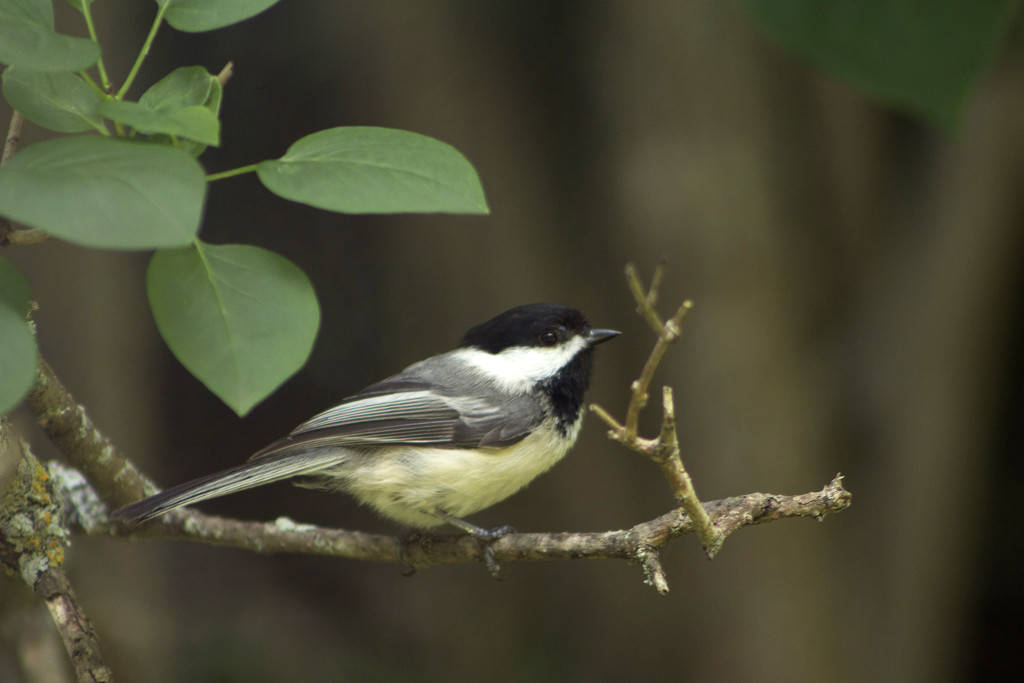 Black-capped Chickadee by gaylewood