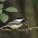 Black-capped Chickadee by gaylewood