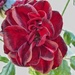 An unsual red rose ageing well. by ludwigsdiana