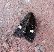 7th Jul 2017 - Moths of Lincolnshire 3. Dot moth