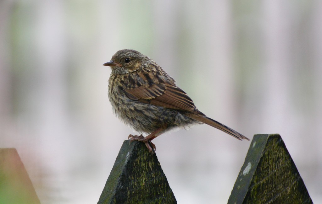 The humble sparrow by jamibann