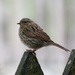The humble sparrow by jamibann
